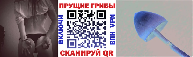 Галлюциногенные грибы Psilocybe  Сысерть 